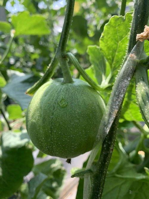 娱乐吃瓜的瓜,揭秘明星幕后故事  第2张